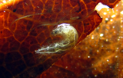 Stenomicra