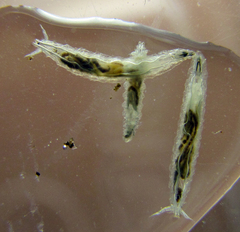 Stenomicra