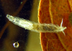 Stenomicra