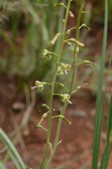 Drimia elata