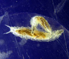 Stenomicra