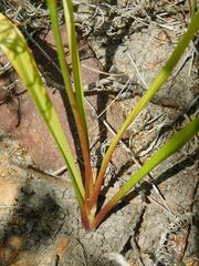 Cyanella lutea