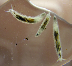 Stenomicra