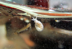 Stenomicra