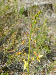 Cyanella lutea