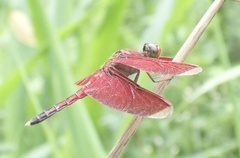 Neurothemis manadensis