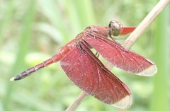 Neurothemis manadensis