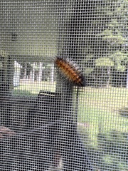 Spilosomina
