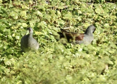 Porphyriops melanops