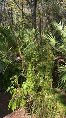 Andropogon glomeratus