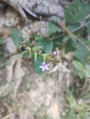 Plumbago pulchella