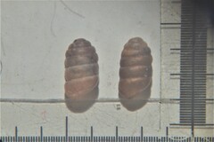 Pupilla triplicata