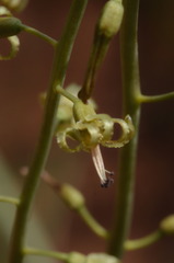 Drimia elata