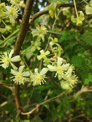 Clematis dioica