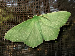 Geometra papilionaria