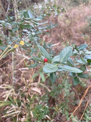 Ilex vomitoria