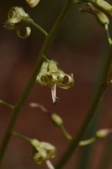 Drimia elata