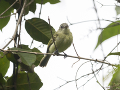 Tolmomyias sulphurescens