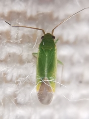 Orthotylus