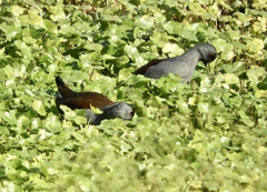 Porphyriops melanops