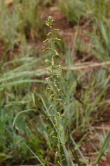 Drimia elata