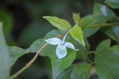 Ecbolium ligustrinum