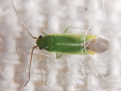 Orthotylus