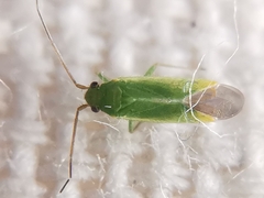 Orthotylus