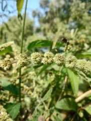 Asterohyptis stellulata