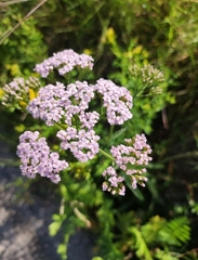 Achillea distans stricta
