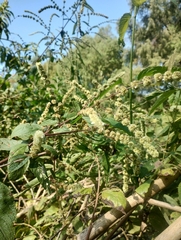 Asterohyptis stellulata