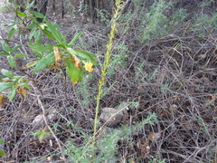 Piperia