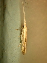 Coleophora borea