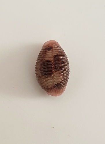 Niveria pacifica