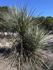 Yucca torreyi