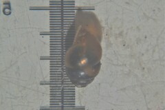 Vertigo moulinsiana