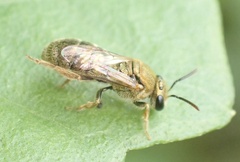 Homalictus