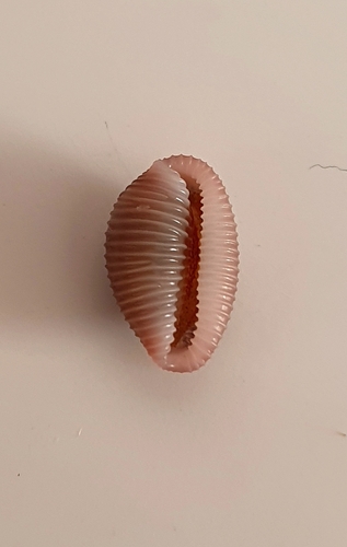 Niveria pacifica