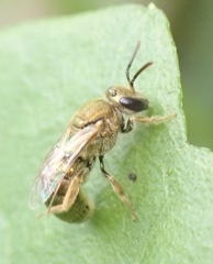 Homalictus