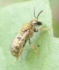 Homalictus
