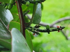 Oryctanthus florulentus