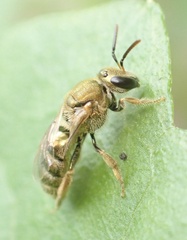 Homalictus