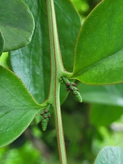 Oryctanthus florulentus