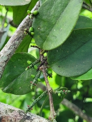 Oryctanthus florulentus