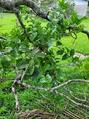 Oryctanthus florulentus