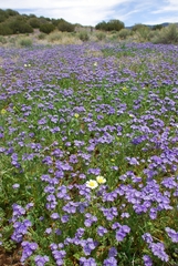 Phacelia ciliata ciliata
