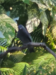 Lipaugus vociferans
