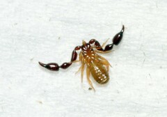 Pseudoscorpiones