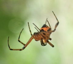Leucauge fastigata