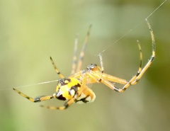 Leucauge fastigata